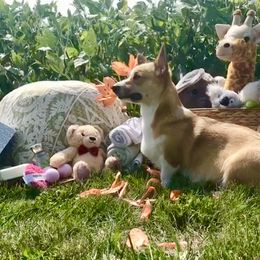 Pembroke Welsh Corgi Puppies from A&A’s Adorable Corgis