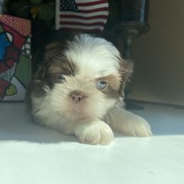 Girl 4 - Cream and white female Shih Tzu puppy in Troy, Michigan from "Shihtzu Best Friend"