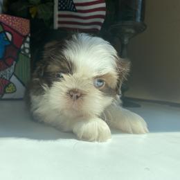 Girl 4 - Cream and white female Shih Tzu puppy in Troy, Michigan from "Shihtzu Best Friend"