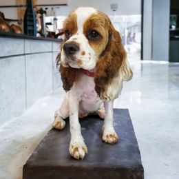 Everleigh - Cocker Spaniel