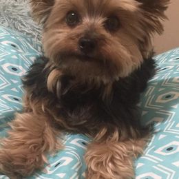 Poodles, Shih Tzus, and Yorkshire Terriers from Smoochie Pooch Puppies