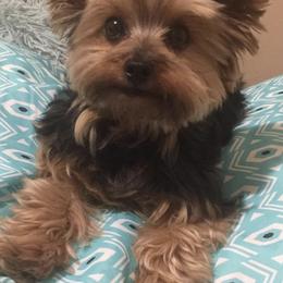 Poodles, Shih Tzus, and Yorkshire Terriers from Smoochie Pooch Puppies