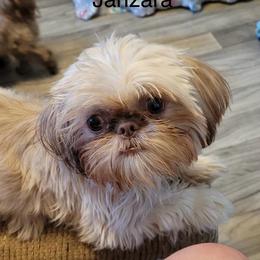 Zara - Shih Tzu
