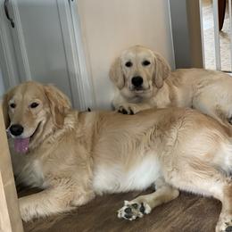 Golden Retriever Puppies from Crescent View Goldens