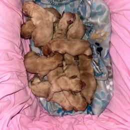 Brown Collar Male - Yellow male Labrador Retriever puppy in Kissimmee, Florida from SunState Labs