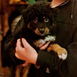 Bram - Black tri-color male Australian Shepherd puppy in Warren, New Hampshire from Waggle Time Farms