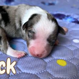 Jack - Blue merle male Miniature American Shepherd puppy in Millington, Tennessee from Goading Glee Glade