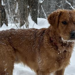 Bo - Golden Retriever