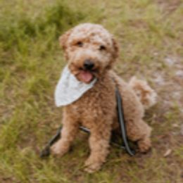 Breezy - Goldendoodle