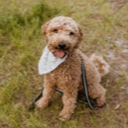 Breezy - Goldendoodle