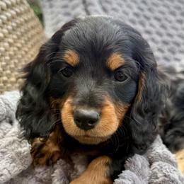 Toffee - Black and tan female Dachshund puppy in Cypress, California from Dickeys Doxies