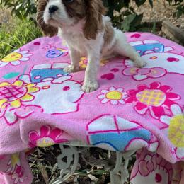 Cavalier King Charles Spaniel Puppies from Purple Moon Cavaliers