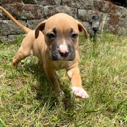 Honey - Fawn female American Pit Bull Terrier puppy in Stanwood, Washington from Barajas Family Ranch