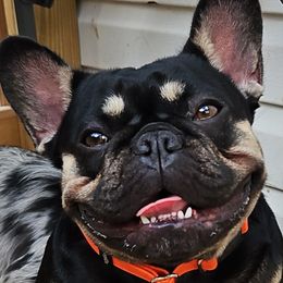 French Bulldog puppies from St Louis Frenchies