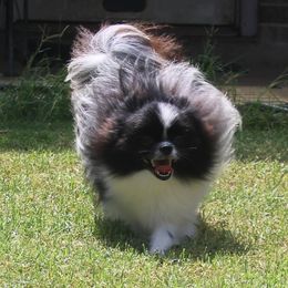 Amora - Pomeranian