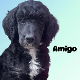 Amigo - Black male Poodle puppy in Baltimore, Maryland from Steinrock’s Standards