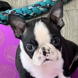 Boston Terrier puppies from Stoneridge Kennel