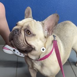Millie - French Bulldog