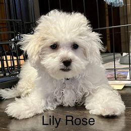 Maltipoo Puppies from Mary's Maltipoos