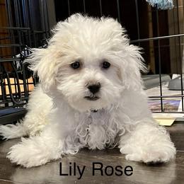 Maltipoo Puppies from Mary's Maltipoos