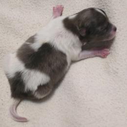 Sam - Chocolate parti male Pomeranian puppy in Cleveland, Tennessee from Deborah's Darlings