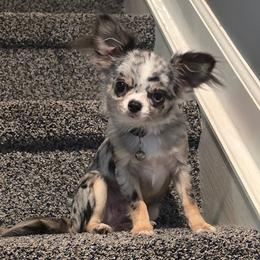 Berry - Chihuahua