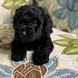 Boy3 061025 MC - Black male Maltipoo puppy in Bakersfield, California from Silvia's Maltipoos