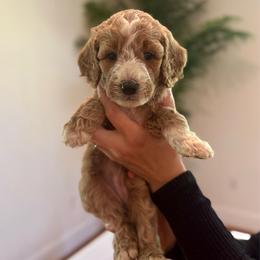 Papaya - Apricot female Goldendoodle puppy in Kenansville, North Carolina from J+A Family Doodles