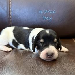 AKC Boy1 - Black and cream male Dachshund puppy in Joshua Tree, California from Desert Dreams Ranch