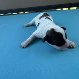Travis - White male Cavapoo puppy in St. Louis, Missouri from Sweet Snuggles Cavapoos