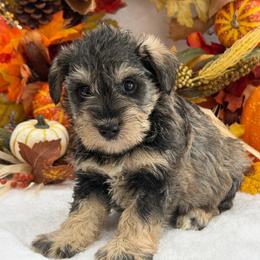 Gypsy Female 1 - Salt and pepper female Miniature Schnauzer puppy in Pageland, South Carolina from New Haven Farms
