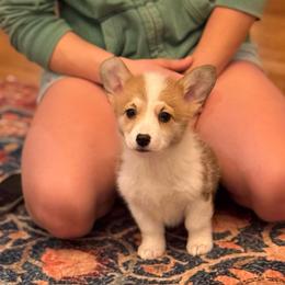 Light Blue collar female - Red female Pembroke Welsh Corgi puppy in Grantsville Md, Maryland from Standing Oaks Kennel