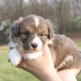 Falcon - Sable male Pembroke Welsh Corgi puppy in Fayetteville, Arkansas from Intergalactic Corgis
