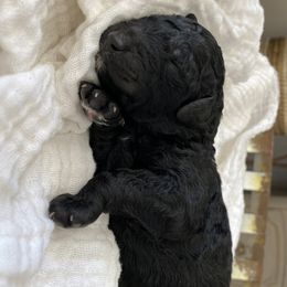 Bernedoodle and Goldendoodle Puppies from Beach Creek Kennel