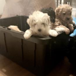 Goldendoodle, Maltipoo, and Poodle Puppies from Winchester Hills Poodles and Doodles