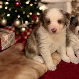 Stoney - Blue merle male Miniature American Shepherd puppy in Easley, South Carolina from Tanya Strickland