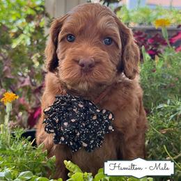 Hamilton - Caramel red male Australian Labradoodle puppy in Citrus Heights, California from Elite Blend Labradoodles
