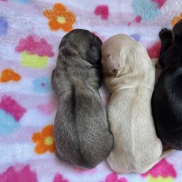 Georgia - Cream female Dachshund puppy in Mascot, Tennessee from Magnolia Pearl Dachshunds
