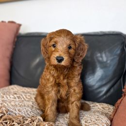 Crunchy - Red  male Goldendoodle puppy in Moses Lake, Washington from Macy Meadows Doodles
