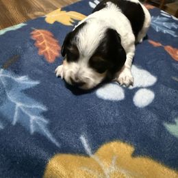 Boy 2 - Piebald male Dachshund puppy in Lexington, Tennessee from Nichols' Miniature Dachshund