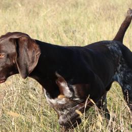 German Shorthaired Pointers from SAND CREEK Shorthairs