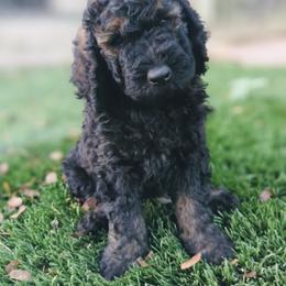 Aussiedoodle, Goldendoodle, and Poodle Puppies from Rebecca Creek Retrievers, LLC