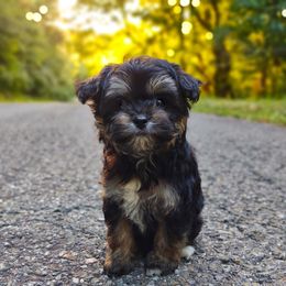 Korean Sol - Black & tan male Maltipoo puppy in Barren Springs, Virginia from Seeking Shalom Acres Maltese, Maltipoos & Havamalts