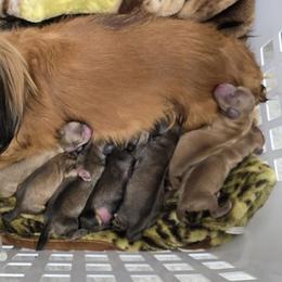 Opal - Cream female Dachshund puppy in Windom, Minnesota from Aster Creek Dachshunds & Australian Shepherds
