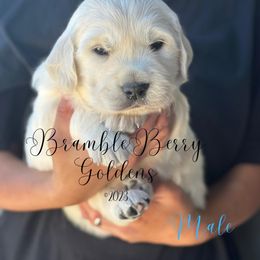 Golden Retriever Puppies from Bramble Berry Goldens