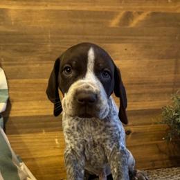 Tucker - Liver and white male German Shorthaired Pointer puppy in Ulen, Minnesota from North Wind Gundogs