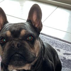 French Bulldogs from Tanessa Clarkson