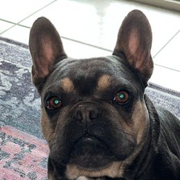 French Bulldogs from Tanessa Clarkson