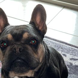 French Bulldogs from Tanessa Clarkson