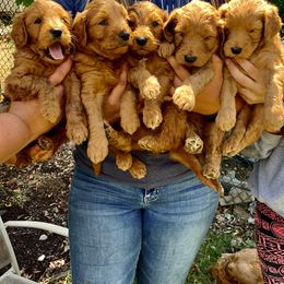 Goldendoodle Puppies from Mountainside Goldendoodle